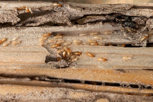 Best Pest Inspection Near Me  in Sabetha, KS